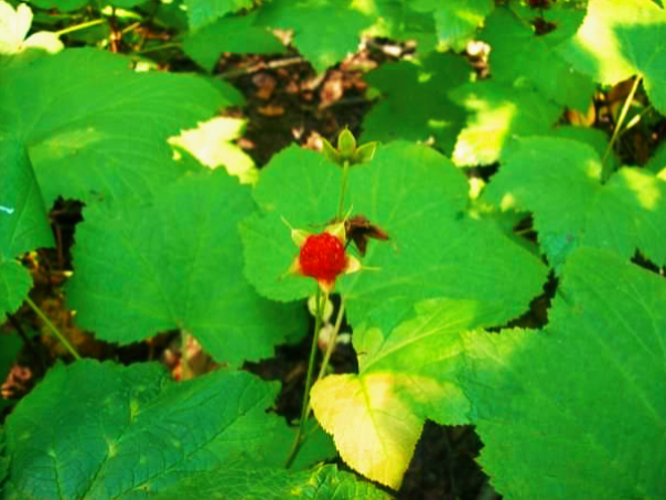 Apostle Islands Thimbleberry