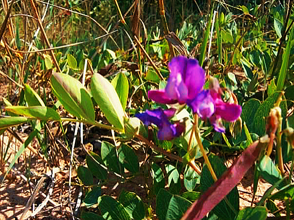 Apostle Islands Sand Peas