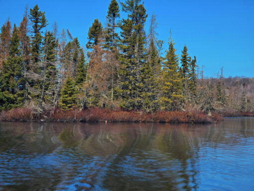 Sea Caves & Estuary Adventure – Assisted Boat & Kayak Tour - Image 13